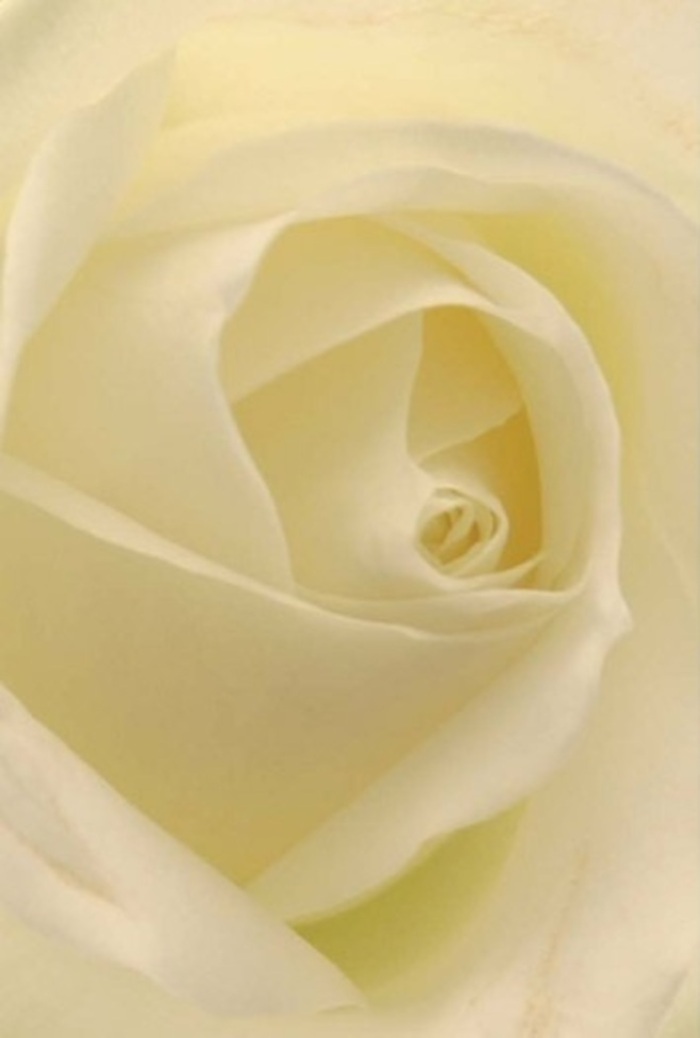 Gaze upon this classic ivory rose, and you'll be captivated by the interplay of soft layering and refined craftsmanship created by a Bromley Common florist. Each petal, creamy and pristine, unfurls under the mellow light like pearls scattered upon velvet, blending together to create an atmosphere of quiet sophistication. Hints of white and pale gold flow across the bloom, giving it a warm, inviting presence reminiscent of a sunny stroll through Norman Park. The spiraled core is a study in purity and resilience-ideal for a heartfelt apology, a romantic gesture, or the finishing touch to an elegant event along Southborough Lane. Subtle gradations of colour and shadow emphasize the depth and vitality at the heart of every expertly arranged rose. Its fragrance is imagined as fresh and clean, a gentle presence that lingers without overwhelming. Each detail in this arrangement bears the signature of an experienced local florist, making the rose as cherished for its meaning as for its beauty, available for same-day delivery throughout Bromley Common for any meaningful moment.